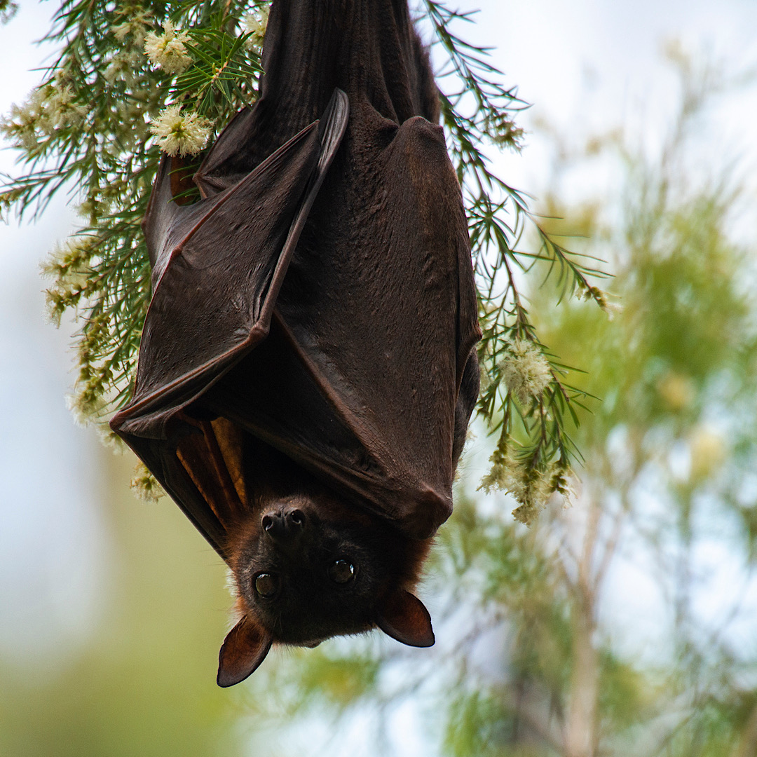 Bat hanging upside down on a tree in Denver, CO