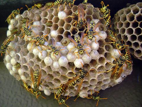 get-rid-of-wasps