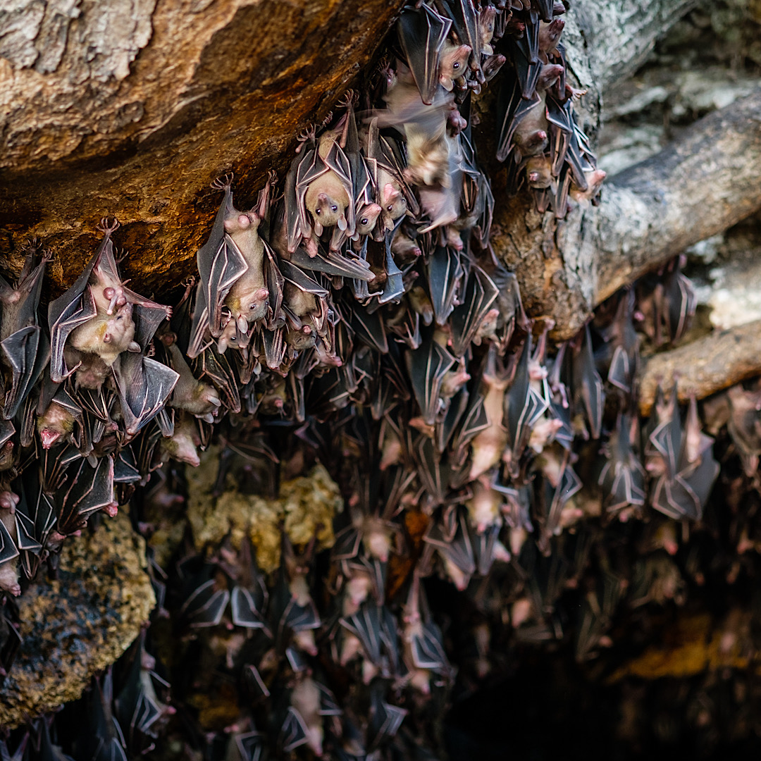 bat infestations in local cave, possibly in Denver, CO