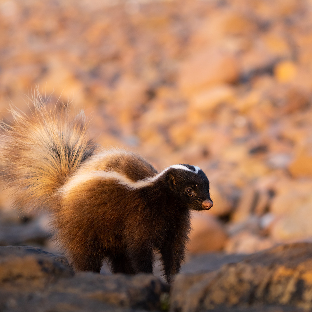 skunk encounters in Denver, CO and the safe removal of the animal