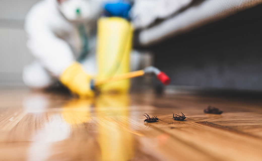 DIY pest control, professional pest control, pest management