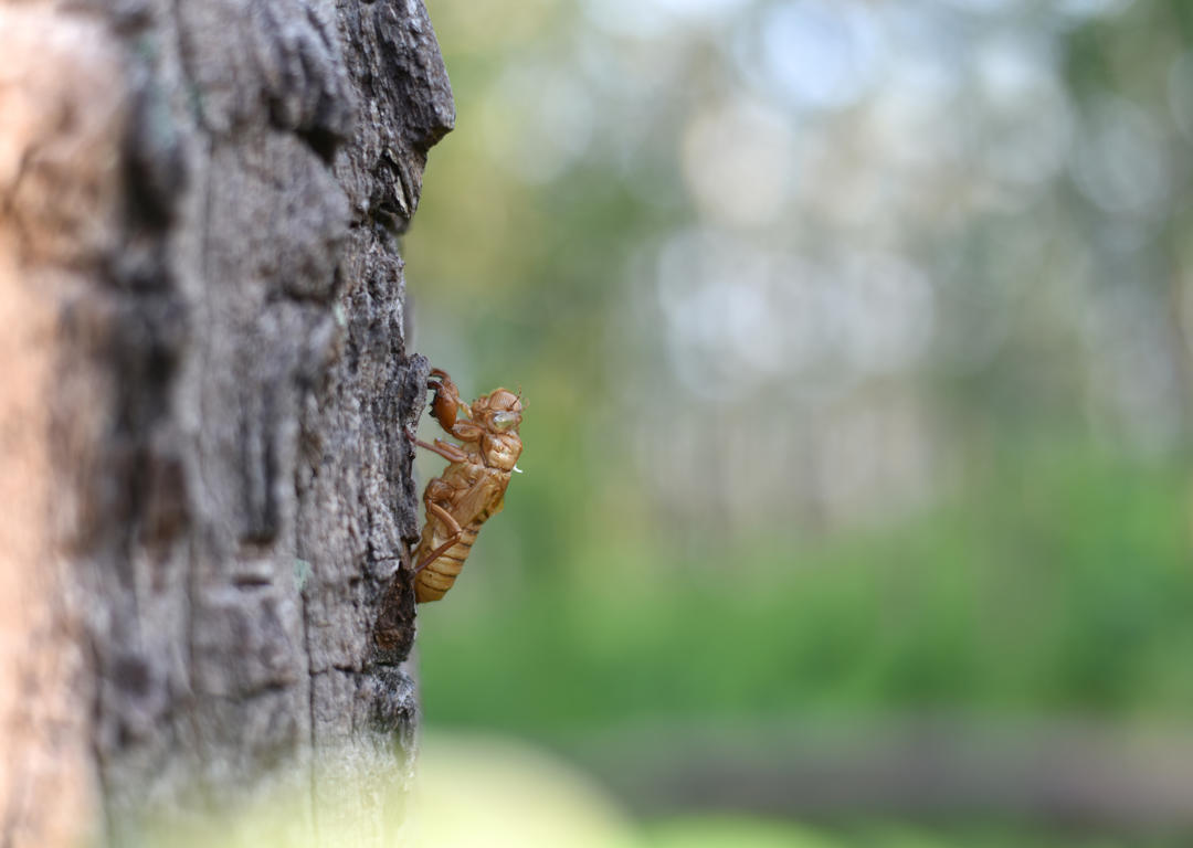 Cicadas in Colorado