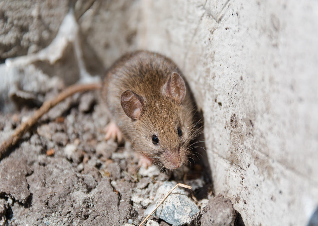 Effective Solutions for Mice and Roach Infestations