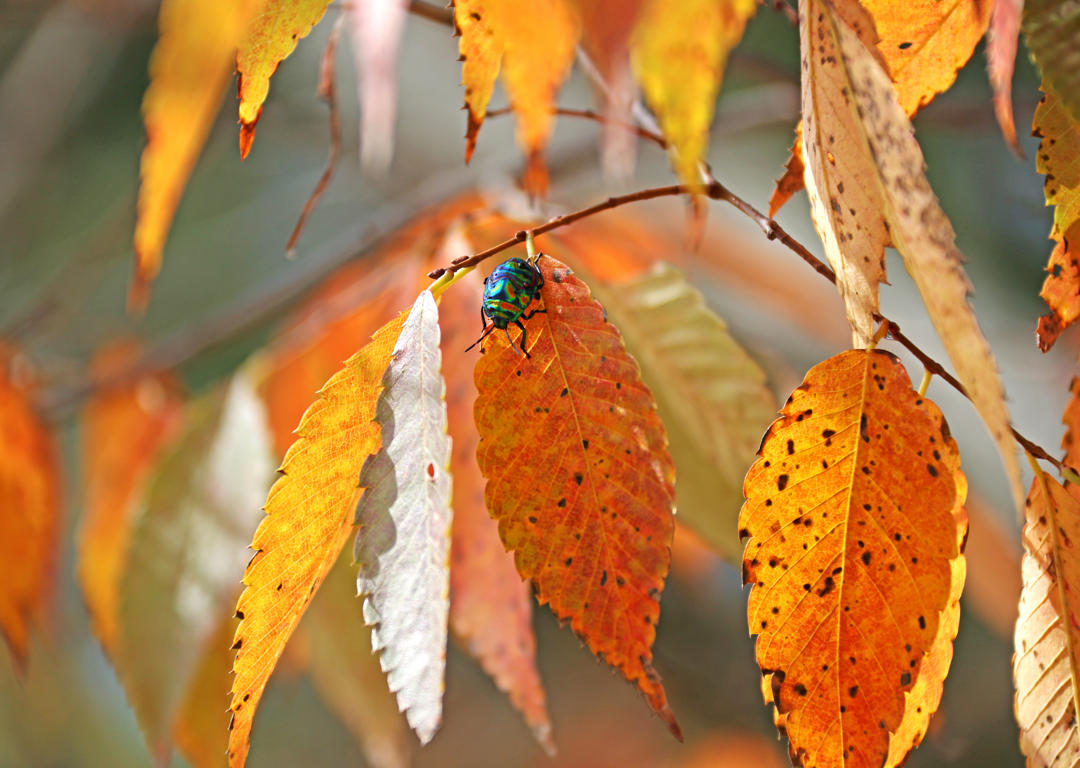 Pests in fall