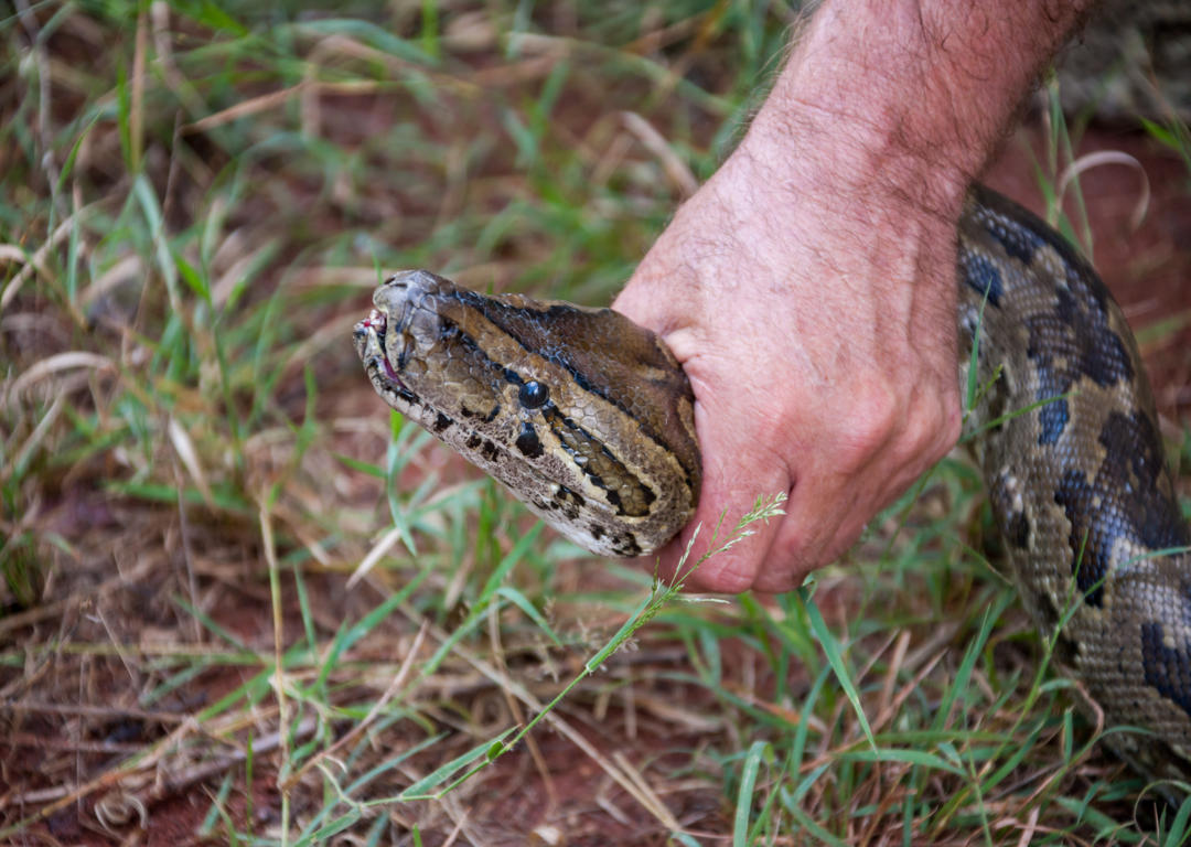 Safe Snake Removal