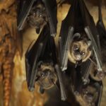 Bat Removal Near Me: Winter Exclusion Methods for Denver