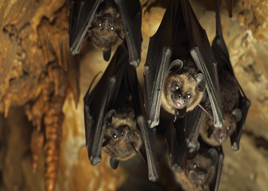 Bat Removal Near Me: Winter Exclusion Methods for Denver