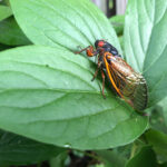 Everything you need to know about Cicadas in Colorado