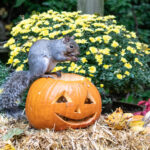 Pest prevention in fall