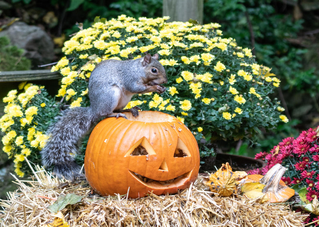 Pest prevention in fall