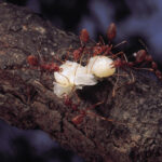 Safely Remove Fire Ants from Your Property