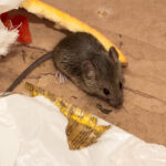 Mice infestation in your home