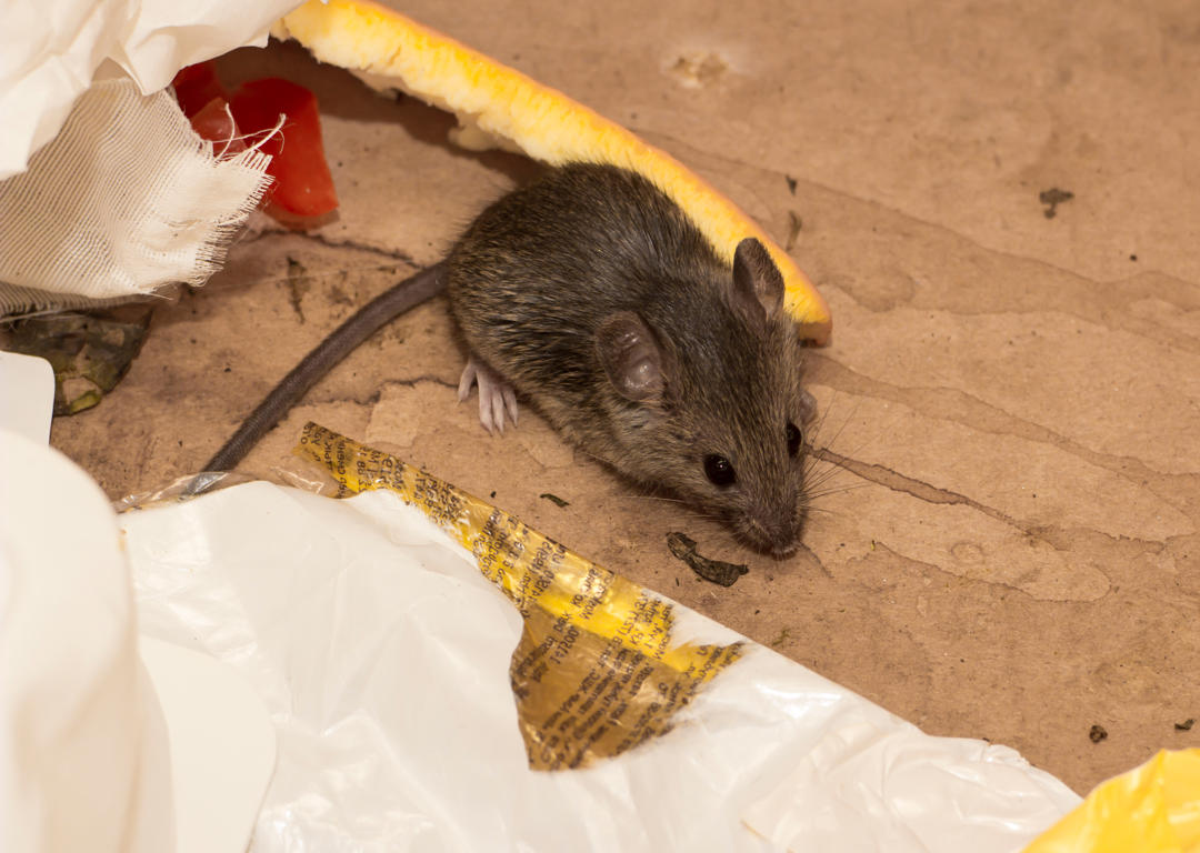 Mice infestation in your home