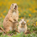 Prairie dog removal