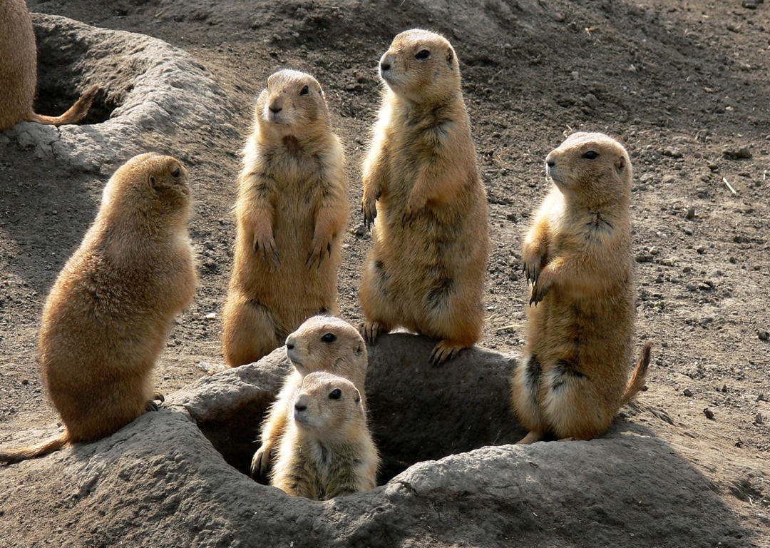 Prairie Dog Removal Protecting Your Lawn and Garden