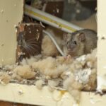 Rodent infestation control in winter