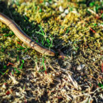 Safe Snake Removal: Keeping Your Denver Home Snake-Free