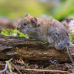 Understanding Vole Behavior