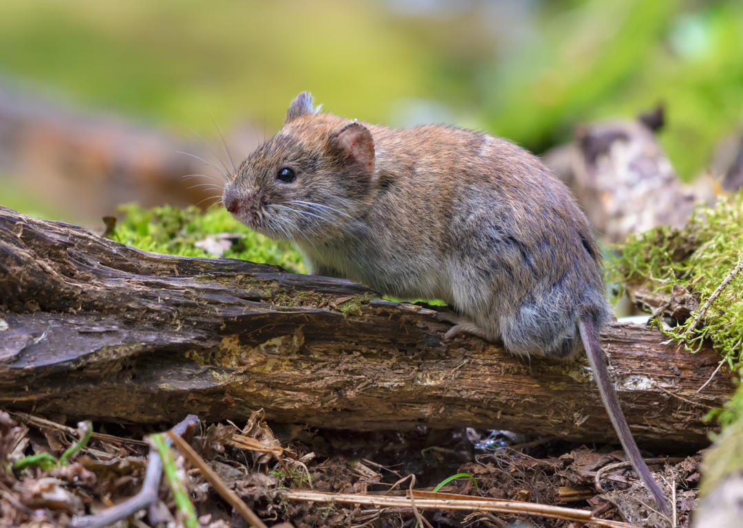 Understanding Vole Behavior