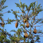 bat infestation