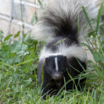 keep skunks away