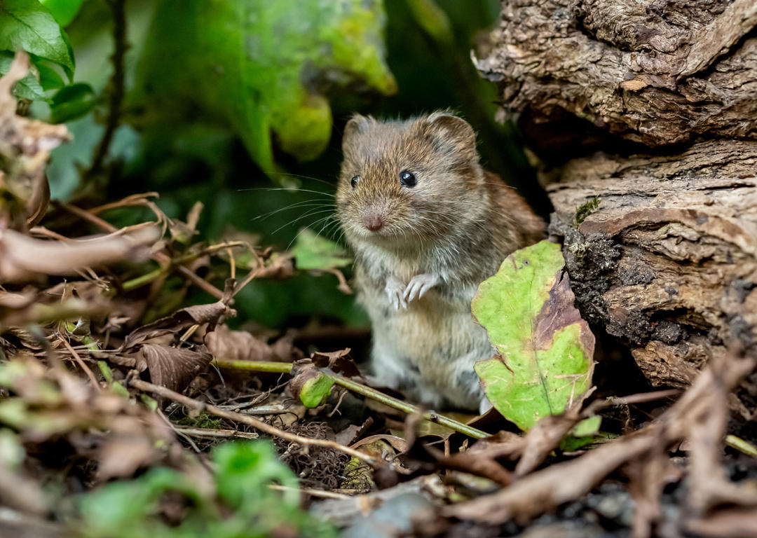 How to Get Rid of Voles in Your Denver Yard